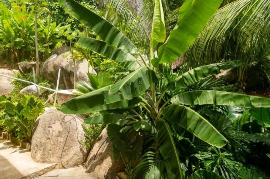 Auguste Holiday Residence Anse Etoile 外观 照片